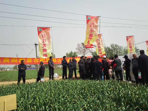 培肥养地夺高产 不妨试试黄腐酸 ——深夜激情网站新肥科技有限公司河南睢县大蒜观摩会